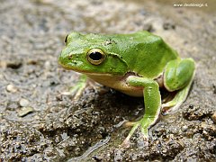 frog 6 copia